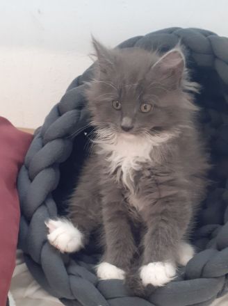 Wunderschöne reinrassige Maine Coon Blue-White Mädels, Geimpft, Gechippt, suchen eigene Dosenöffner
