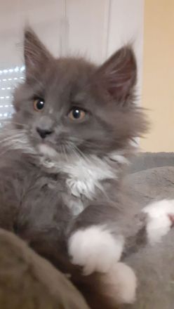 Wunderschöne reinrassige Maine Coon Blue-White Mädels, Geimpft, Gechippt, suchen eigene Dosenöffner
