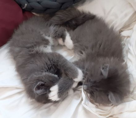 Wunderschöne reinrassige Maine Coon Blue-White Mädels, Geimpft, Gechippt, suchen eigene Dosenöffner