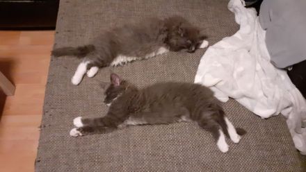 Wunderschöne reinrassige Maine Coon Blue-White Mädels, Geimpft, Gechippt, suchen eigene Dosenöffner