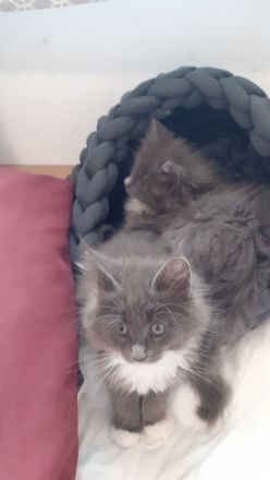 Wunderschöne reinrassige Maine Coon Blue-White Mädels, Geimpft, Gechippt, suchen eigene Dosenöffner
