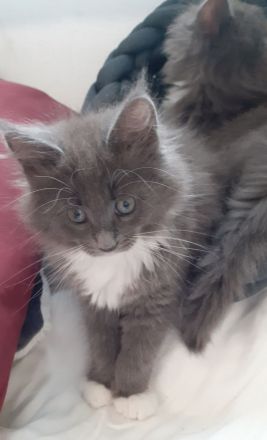 Wunderschöne reinrassige Maine Coon Blue-White Mädels, Geimpft, Gechippt, suchen eigene Dosenöffner
