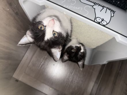 2 schmusekater suchen ein Zuhause