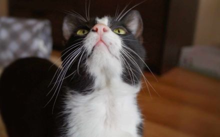 Zuckersüßer Kater Grisu – Stark trotz Epilepsie