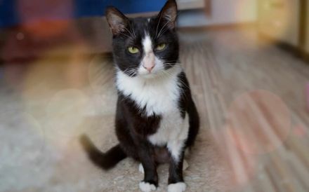 Zuckersüßer Kater Grisu – Stark trotz Epilepsie