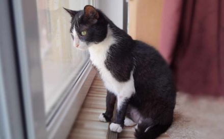 Zuckersüßer Kater Grisu – Stark trotz Epilepsie