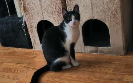 Zuckersüßer Kater Grisu – Stark trotz Epilepsie