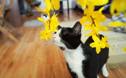 Zuckersüßer Kater Grisu – Stark trotz Epilepsie