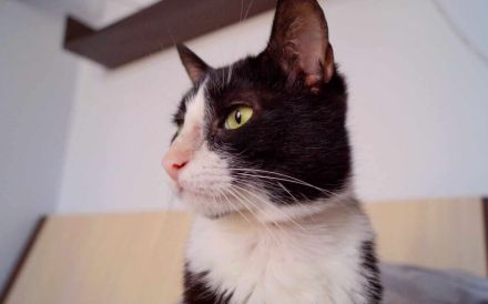 Zuckersüßer Kater Grisu – Stark trotz Epilepsie