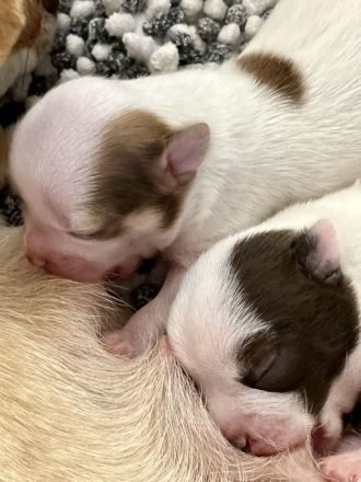 Zuckersüße kurzhaar Chihuahua Welpen