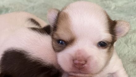 Zuckersüße kurzhaar Chihuahua Welpen