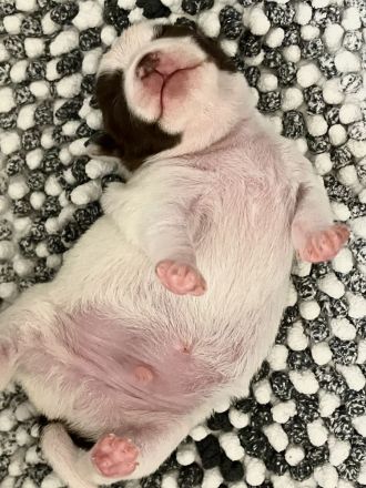 Zuckersüße kurzhaar Chihuahua Welpen