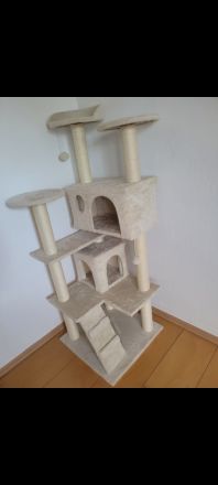 Reinrassige BKH Geschwister