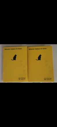 Reinrassige BKH Geschwister