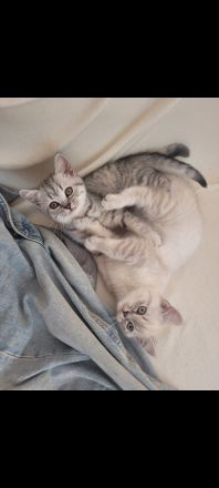 Reinrassige BKH Geschwister