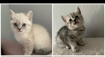 Reinrassige BKH Geschwister