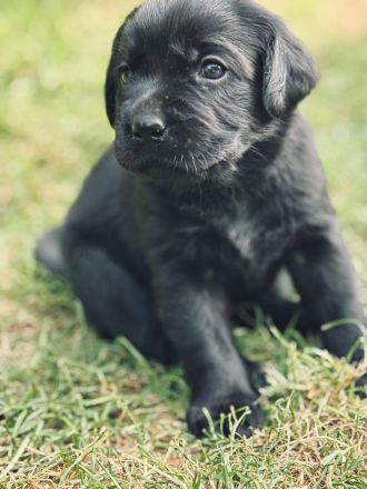 Labrador Welpe  Junghund