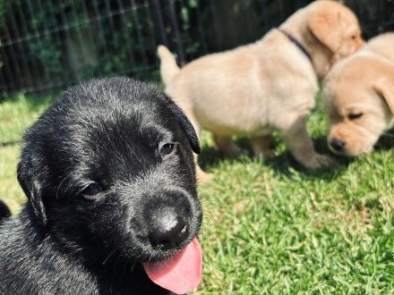 Labrador Welpe  Junghund