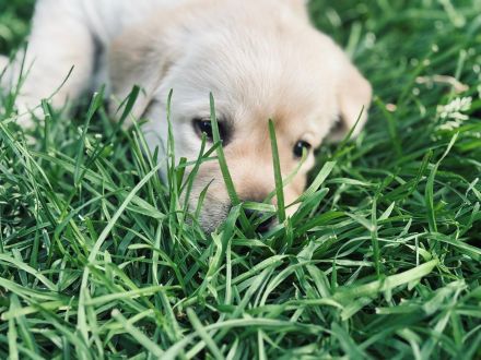 Labrador Welpe  Junghund