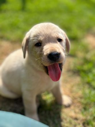 Labrador Welpe  Junghund