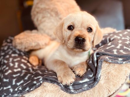 Labrador Welpe  Junghund