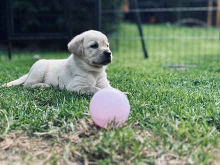 Labrador Welpe  Junghund