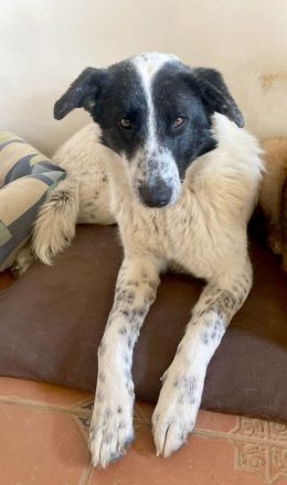 Monnie sucht jemand zum Ball spielen