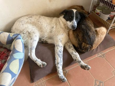 Monnie sucht jemand zum Ball spielen