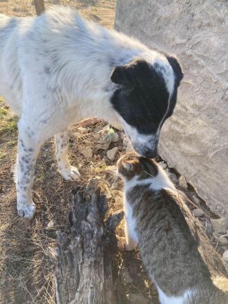 Monnie sucht jemand zum Ball spielen