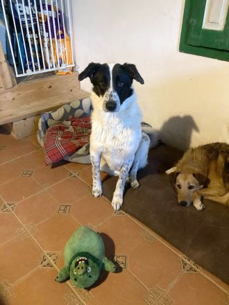 Monnie sucht jemand zum Ball spielen