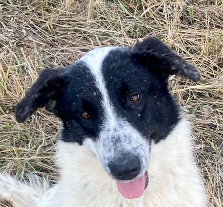 Monnie sucht jemand zum Ball spielen