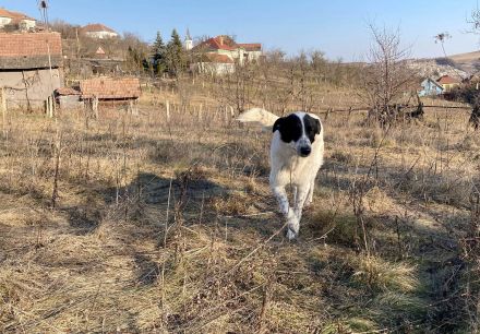 Monnie sucht jemand zum Ball spielen