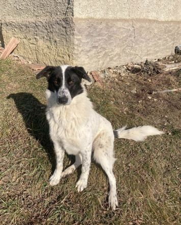 Monnie sucht jemand zum Ball spielen