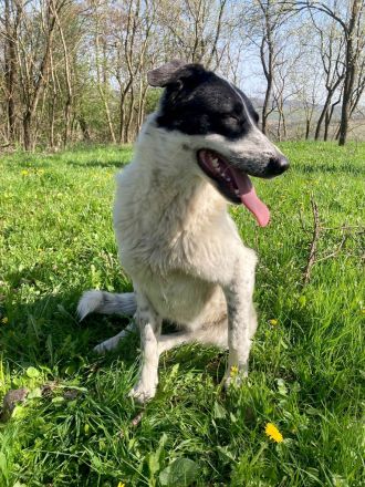 Monnie sucht jemand zum Ball spielen