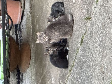 Kartäuser Mix Katzenbabys abzugeben