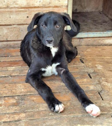 Peppi sucht sein Für-immer-Zuhause