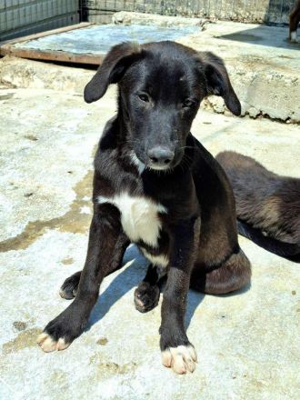 Peppi sucht sein Für-immer-Zuhause