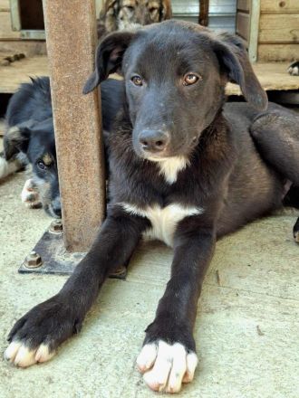 Peppi sucht sein Für-immer-Zuhause