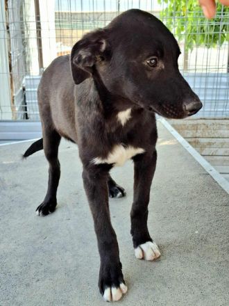 Peppi sucht sein Für-immer-Zuhause