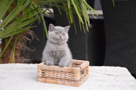 Traumhafte Britisch Kurzhaar Kätzchen mit Champion-Abstammung
