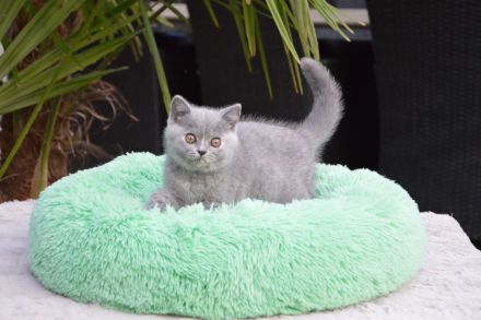 Traumhafte Britisch Kurzhaar Kätzchen mit Champion-Abstammung