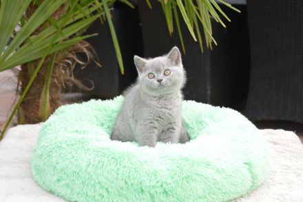 Traumhafte Britisch Kurzhaar Kätzchen mit Champion-Abstammung