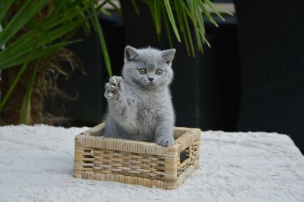 Traumhafte Britisch Kurzhaar Kätzchen mit Champion-Abstammung