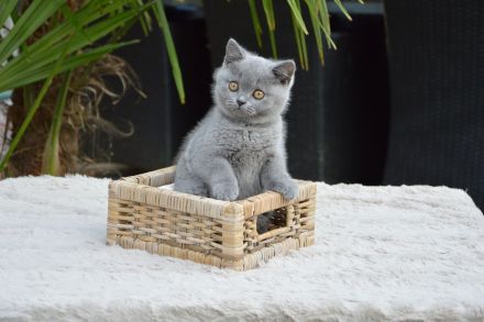 Traumhafte Britisch Kurzhaar Kätzchen mit Champion-Abstammung