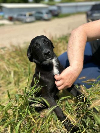 Sally sucht ihr Für-immer-Zuhause