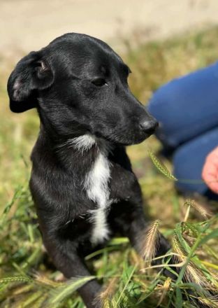 Sally sucht ihr Für-immer-Zuhause