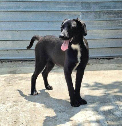 Sally sucht ihr Für-immer-Zuhause