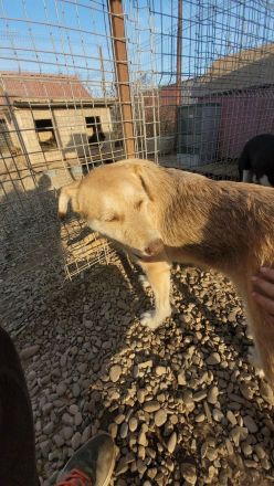 SILLY seht sich nach einem Zuhause