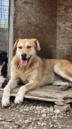 SILLY seht sich nach einem Zuhause