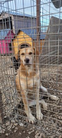 SILLY seht sich nach einem Zuhause